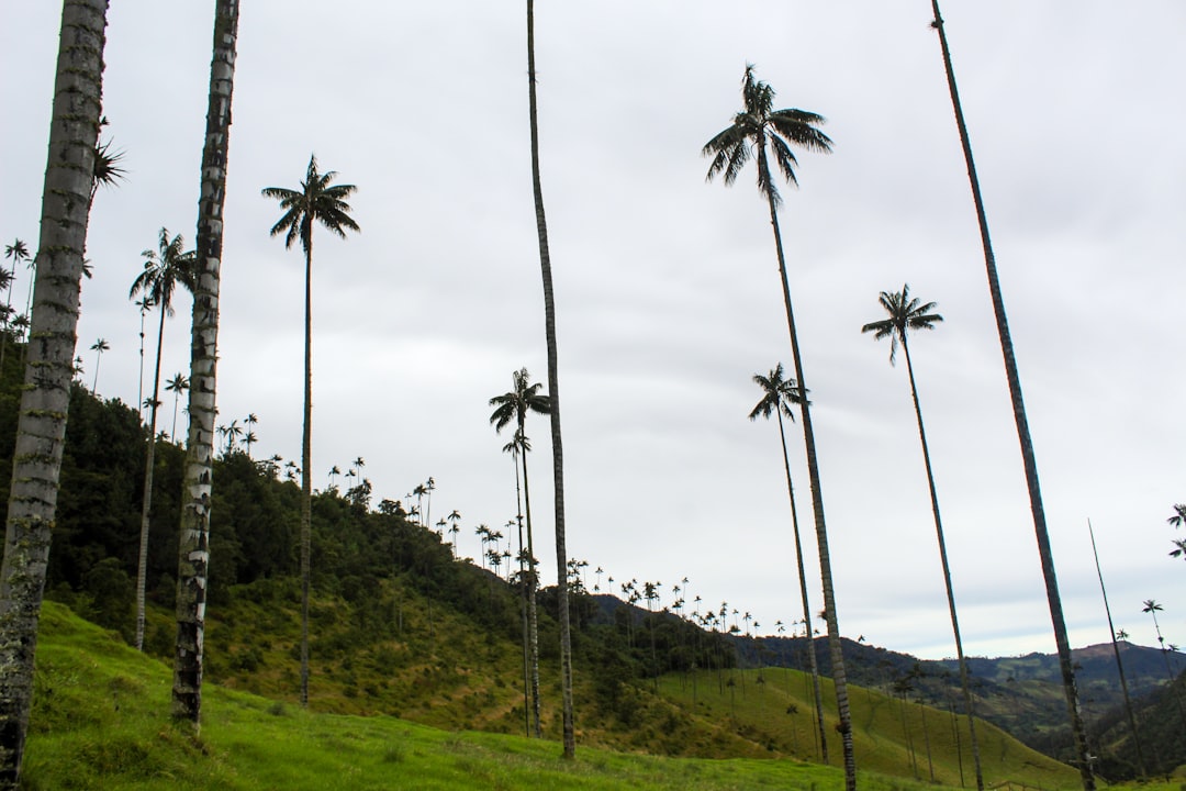 green grass field with coconut trees during daytime