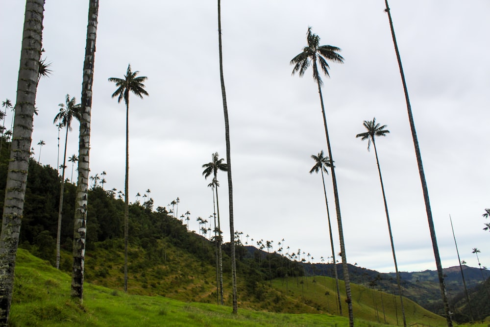 green grass field with coconut trees during daytime