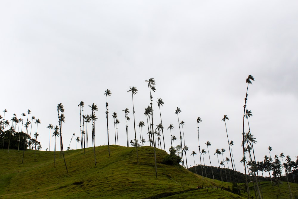 green grass field with gray metal poles under gray sky