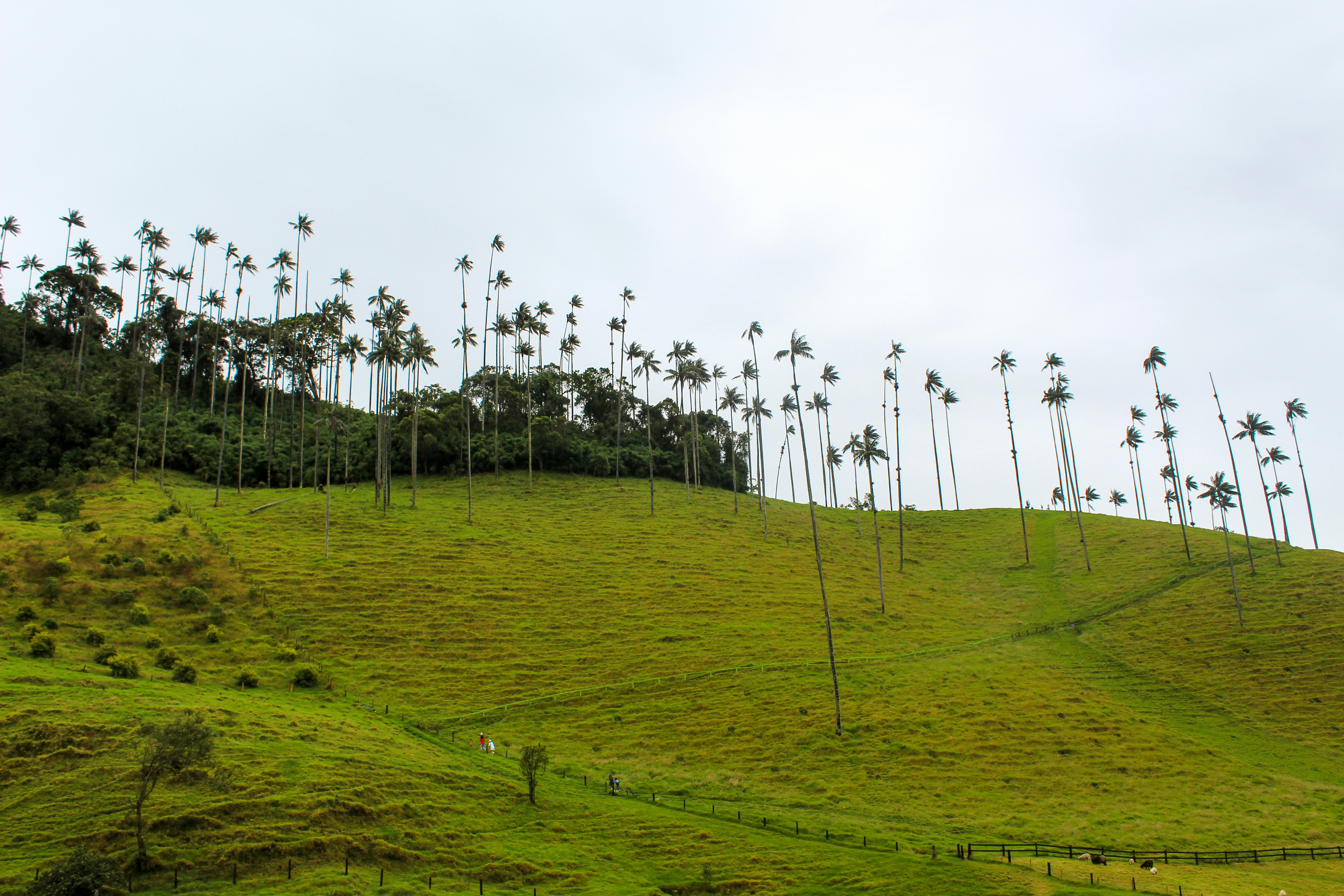 Compensaciones forestales en proyectos de infraestructura: la otra reforestación obligatoria