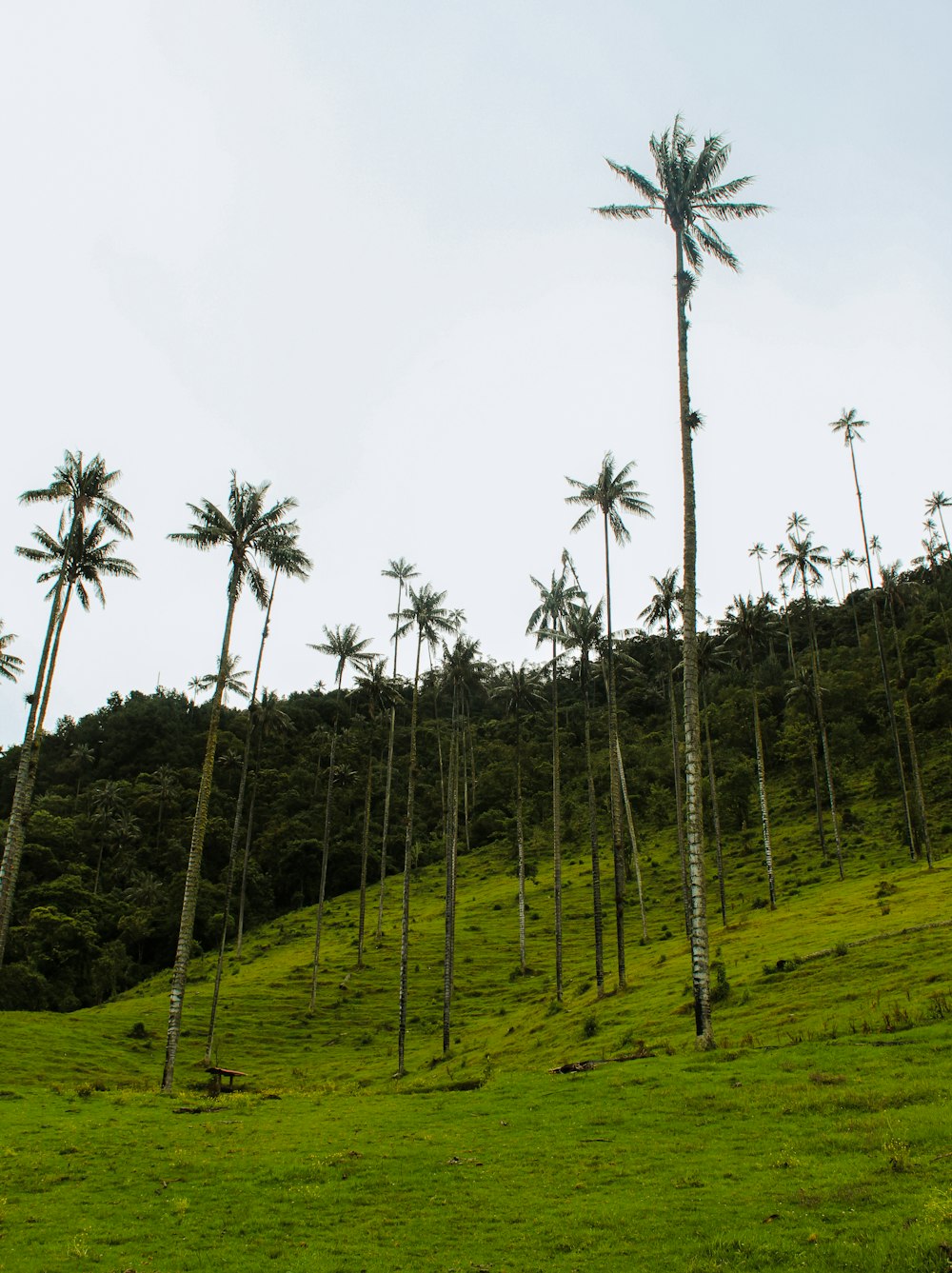 green grass field with trees during daytime