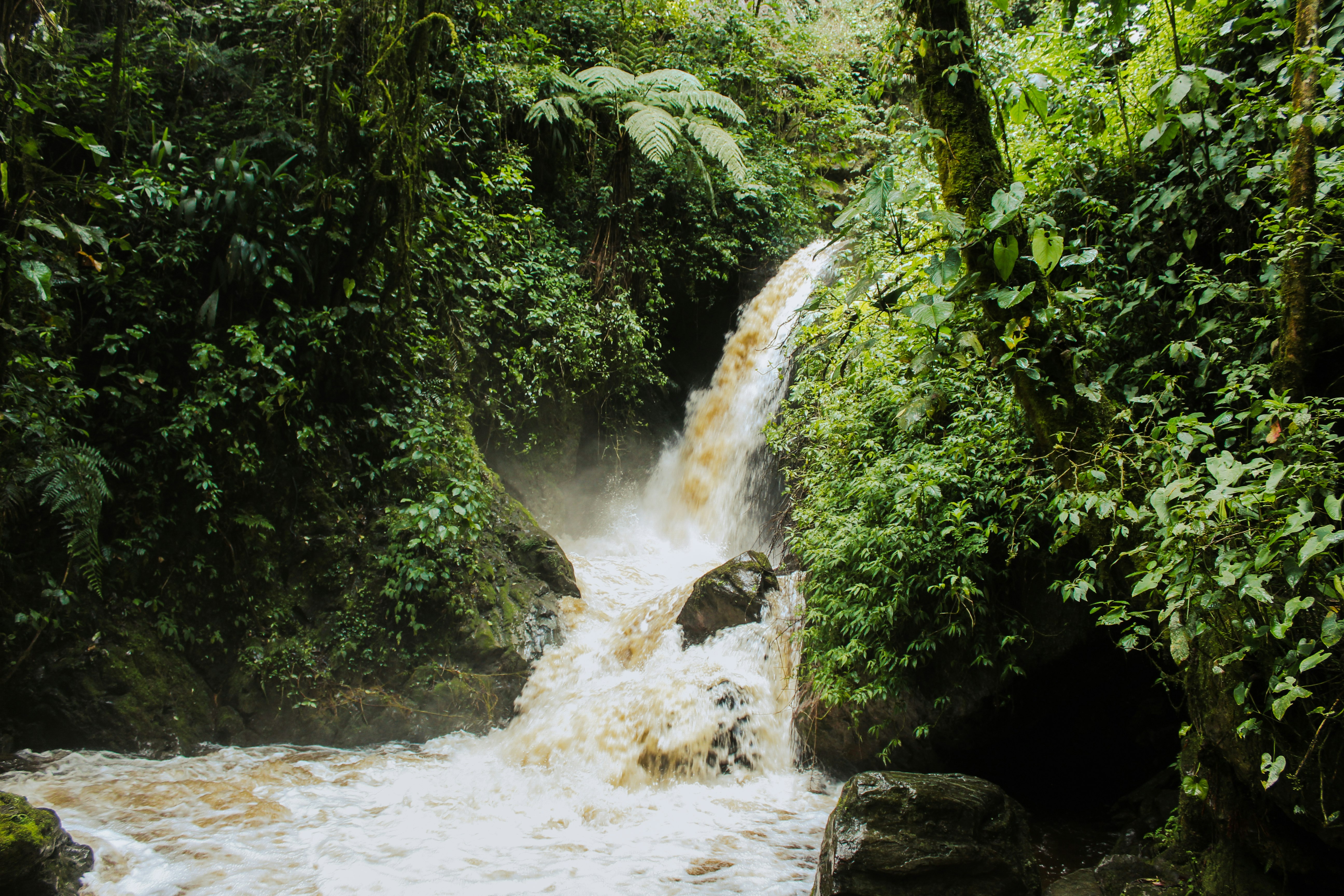 waterfalls in the middle of green trees