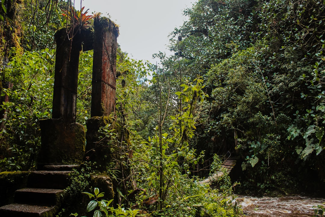 green trees and plants during daytime