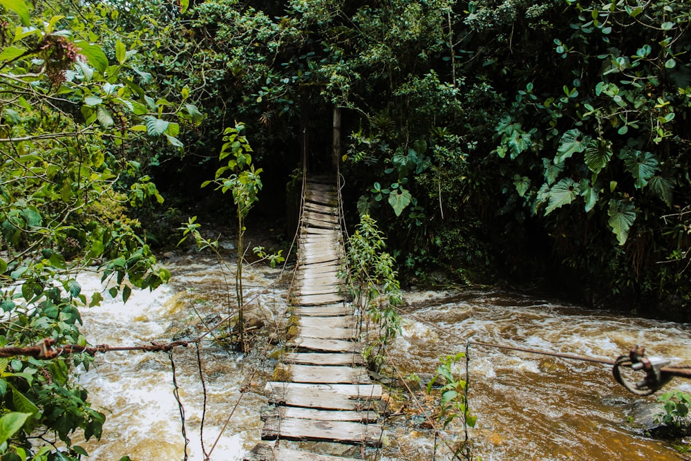 brown wooden bridge in the middle of green trees