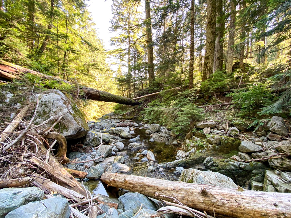 green trees and rocks on river during daytime