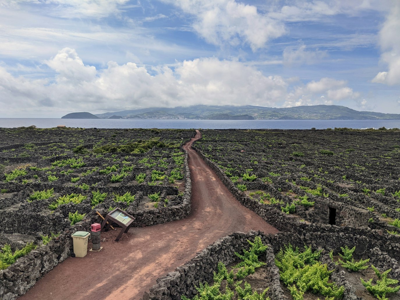 Winnice na wyspie Pico