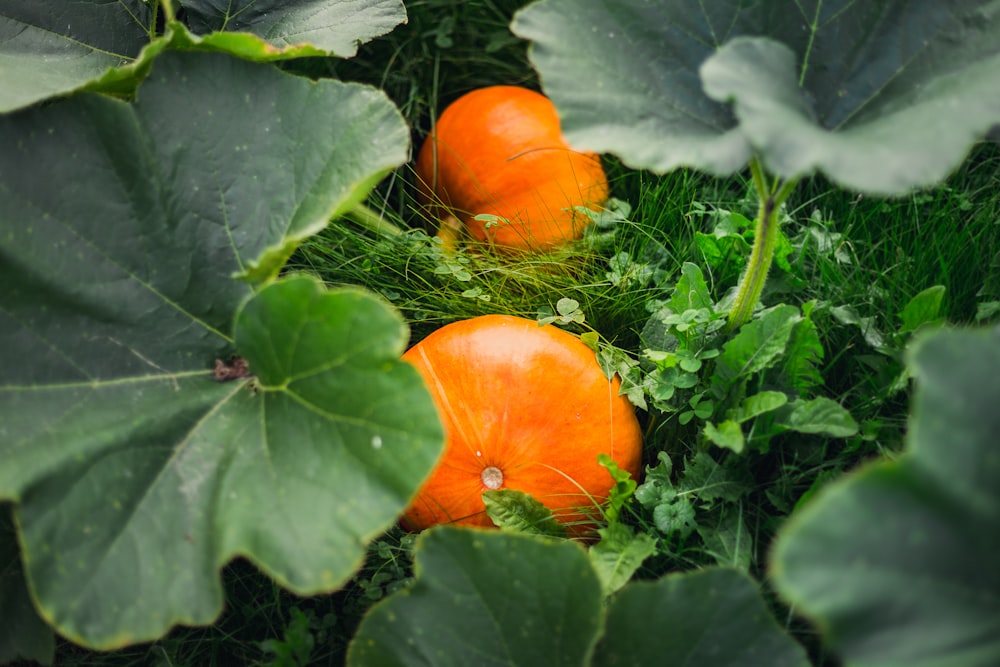 orange tomato on green leaves