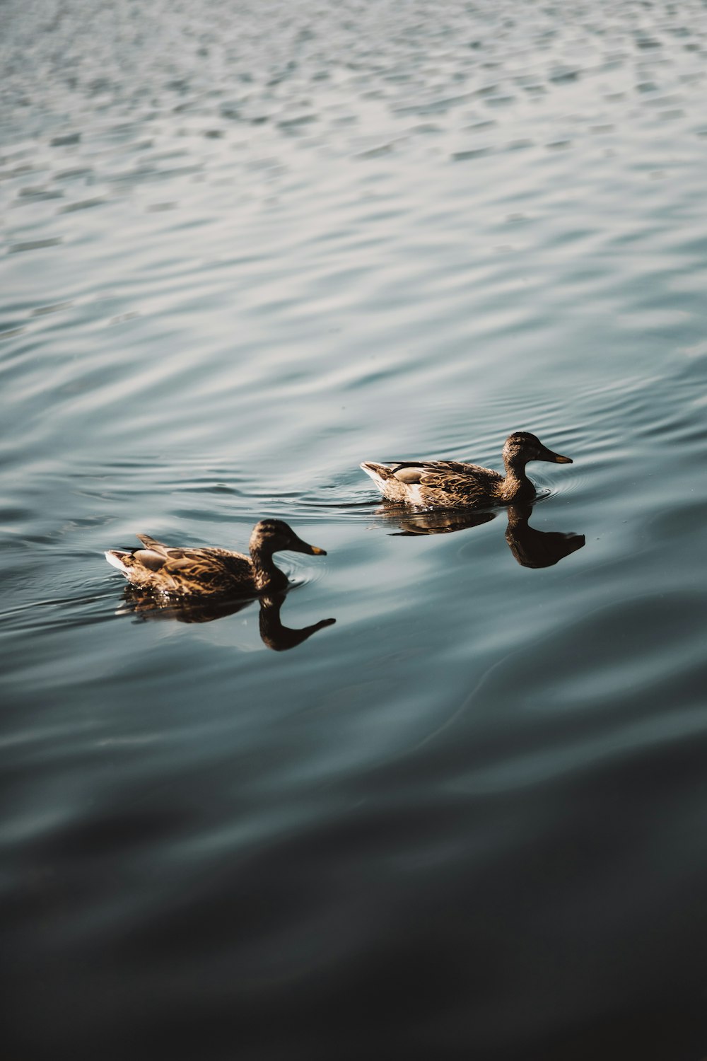 two brown and black duck on water during daytime