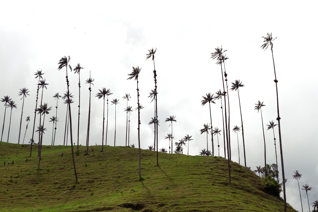 green grass field with coconut trees