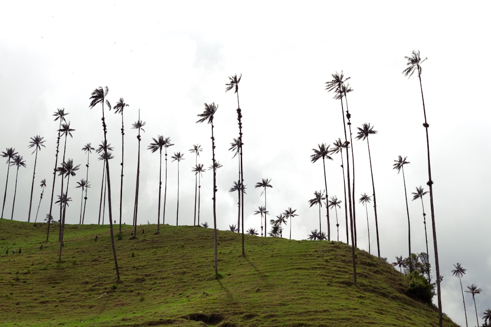 green grass field with coconut trees