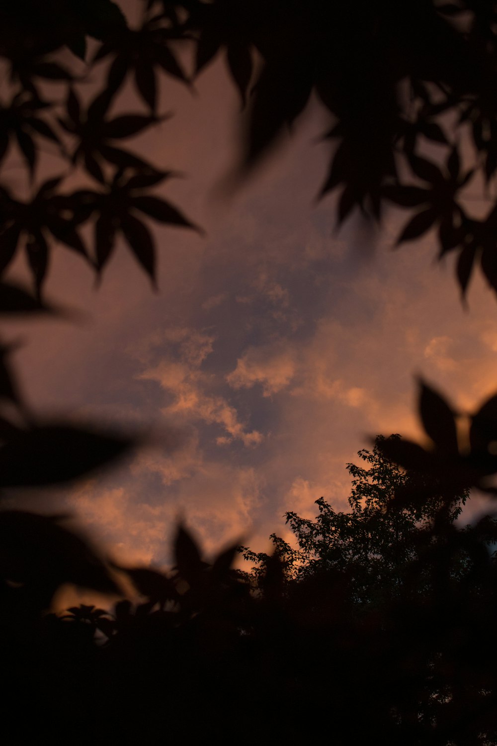 silhouette of trees under cloudy sky during sunset