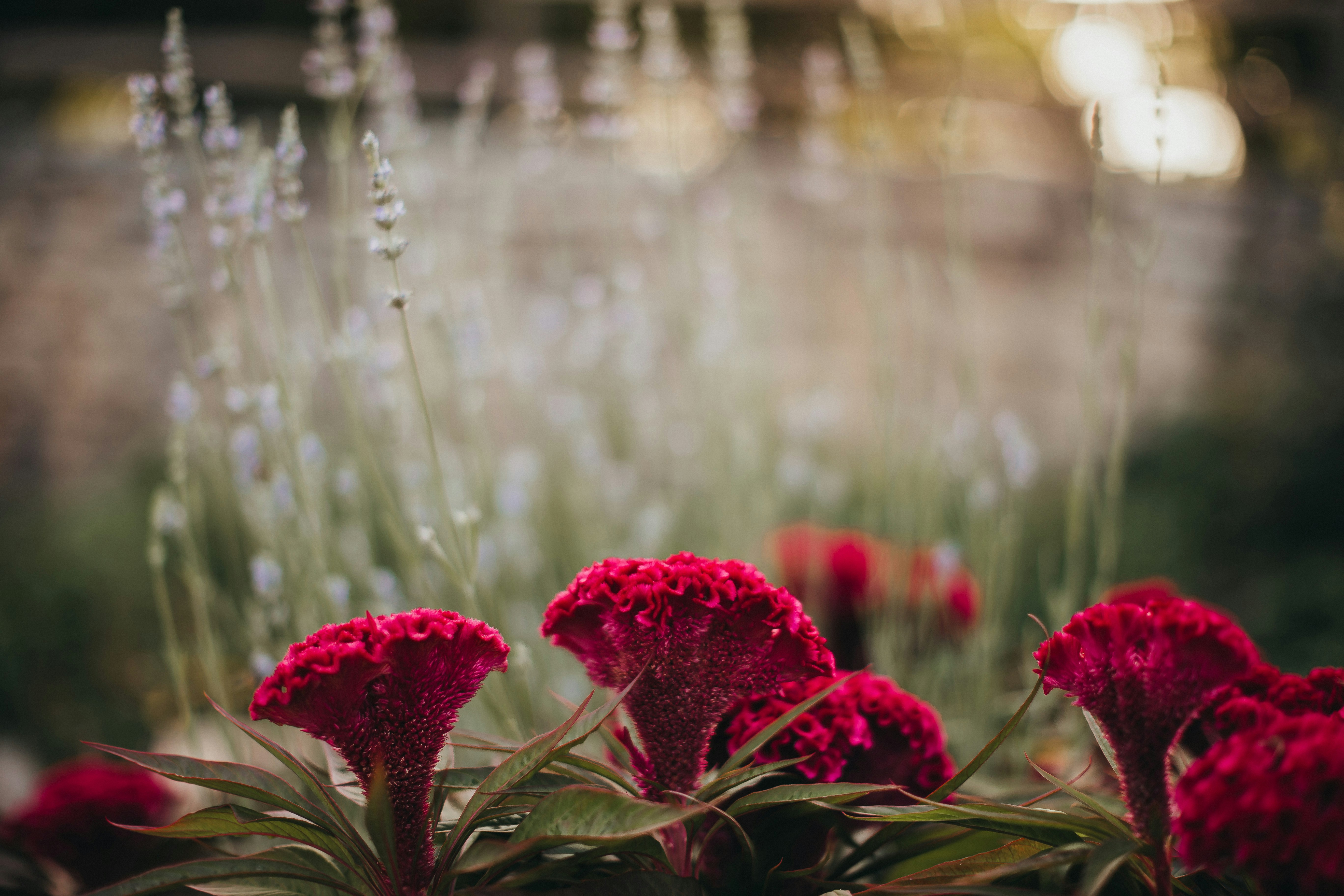 red flowers with green leaves