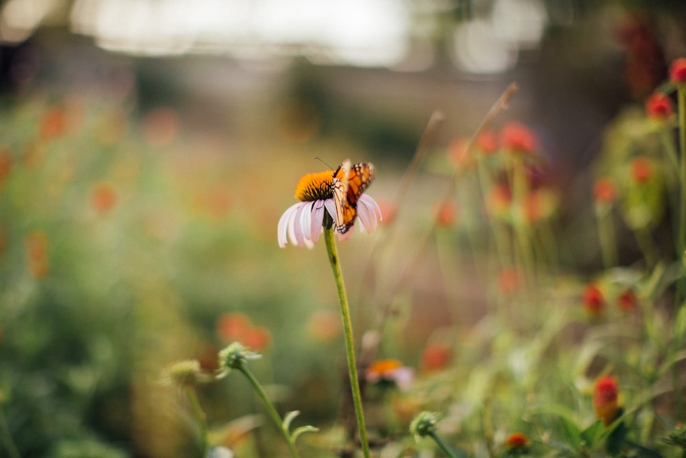 abeille perchée sur la fleur blanche en gros plan photographie pendant la journée