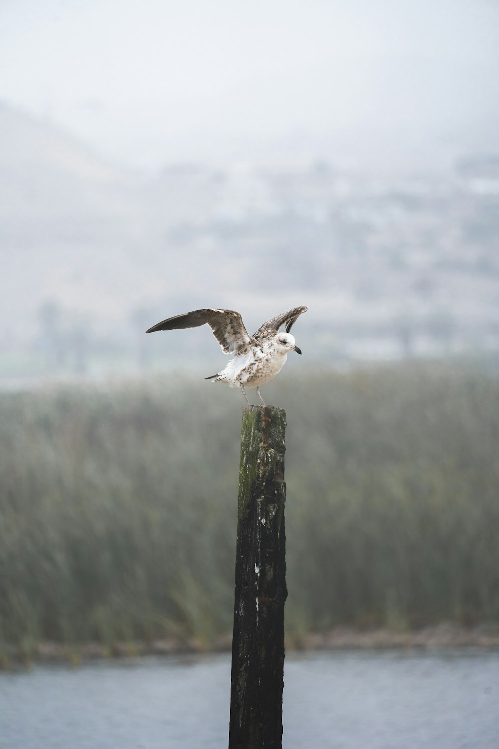 white and brown bird on brown wooden post during daytime