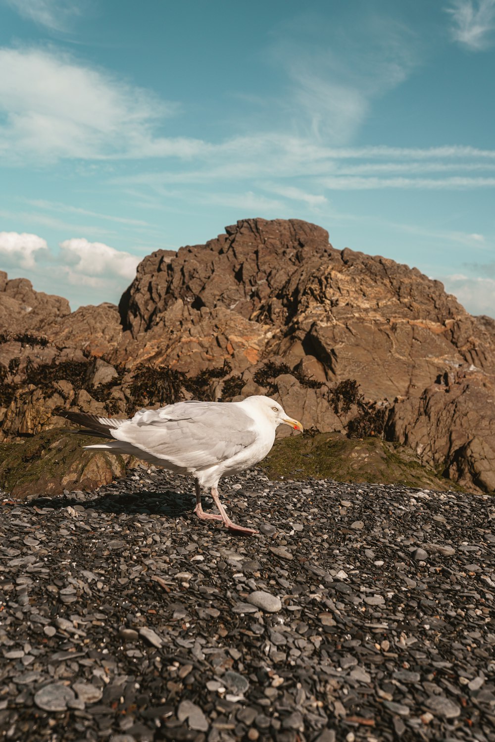 white and gray bird on black rock