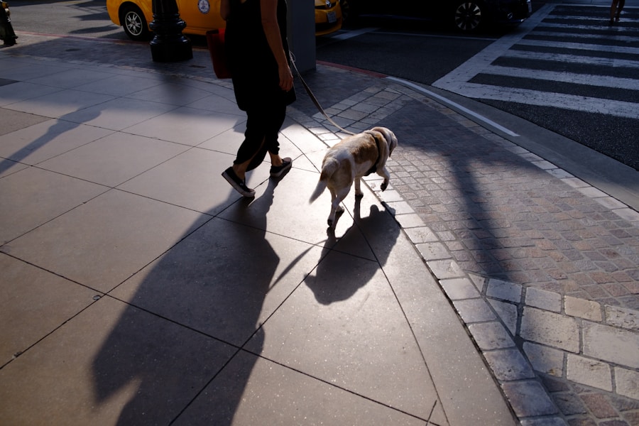 Dog-Friendly City Breaks UK: The Best Cities to Visit with Your Dog