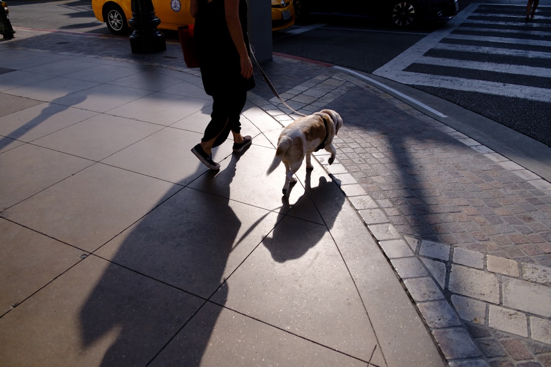 white and brown short coated medium sized dog walking on sidewalk during daytime