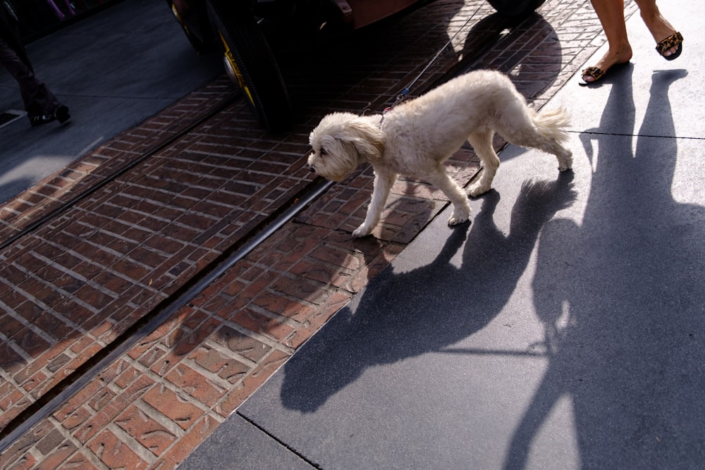white short coated medium sized dog on gray concrete floor