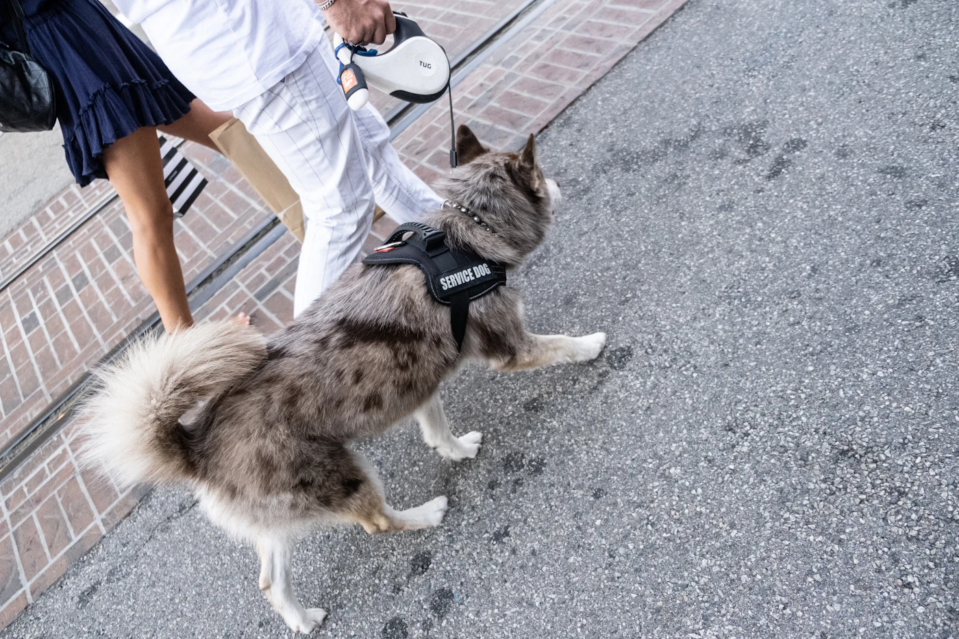 A calm dog in a harness walking on a leash beside its handler along a sidewalk in warm light