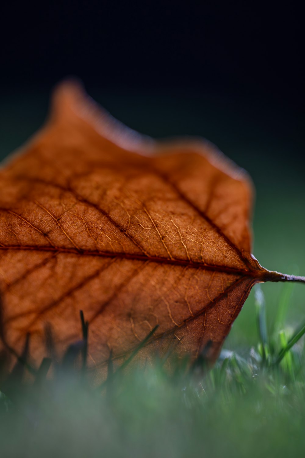 brown leaf on green grass