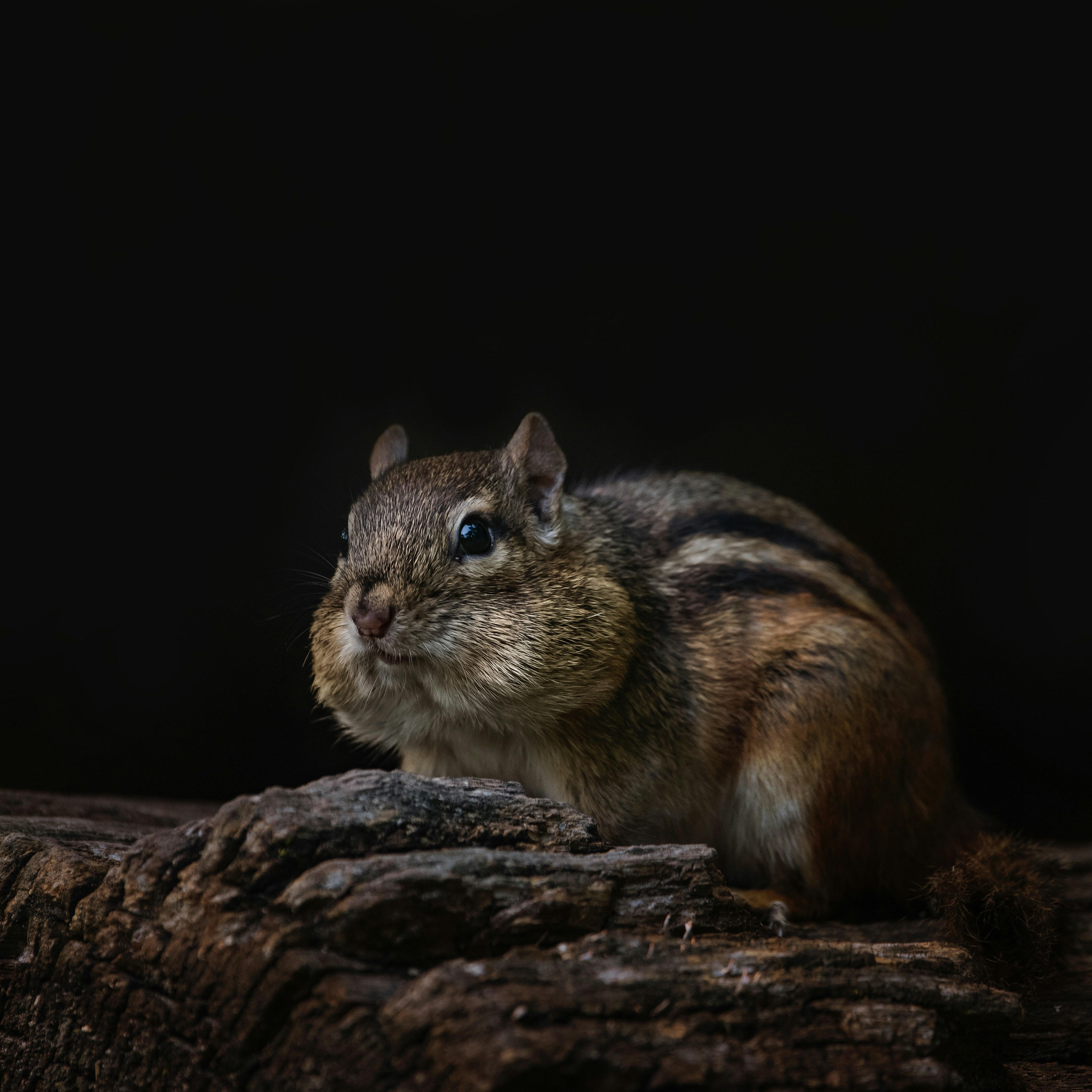 brown and white squirrel on brown tree branch