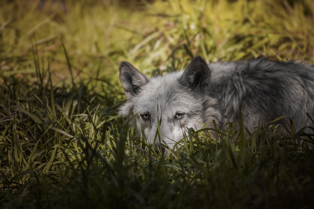 white and black wolf on green grass during daytime