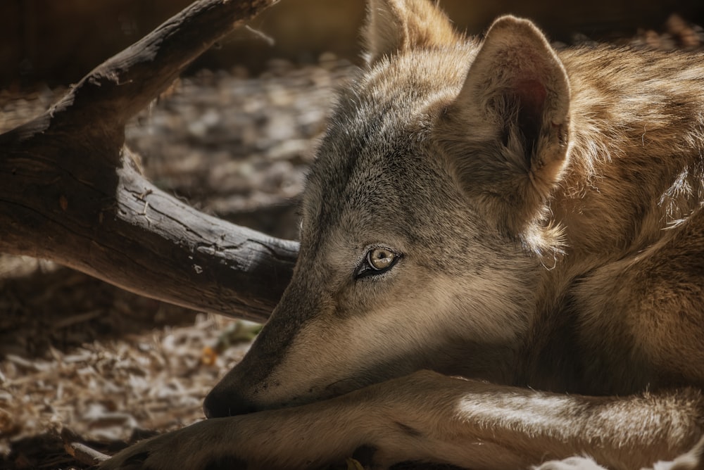 brown and black wolf on brown tree branch