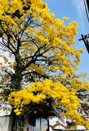 yellow leaf tree under blue sky during daytime