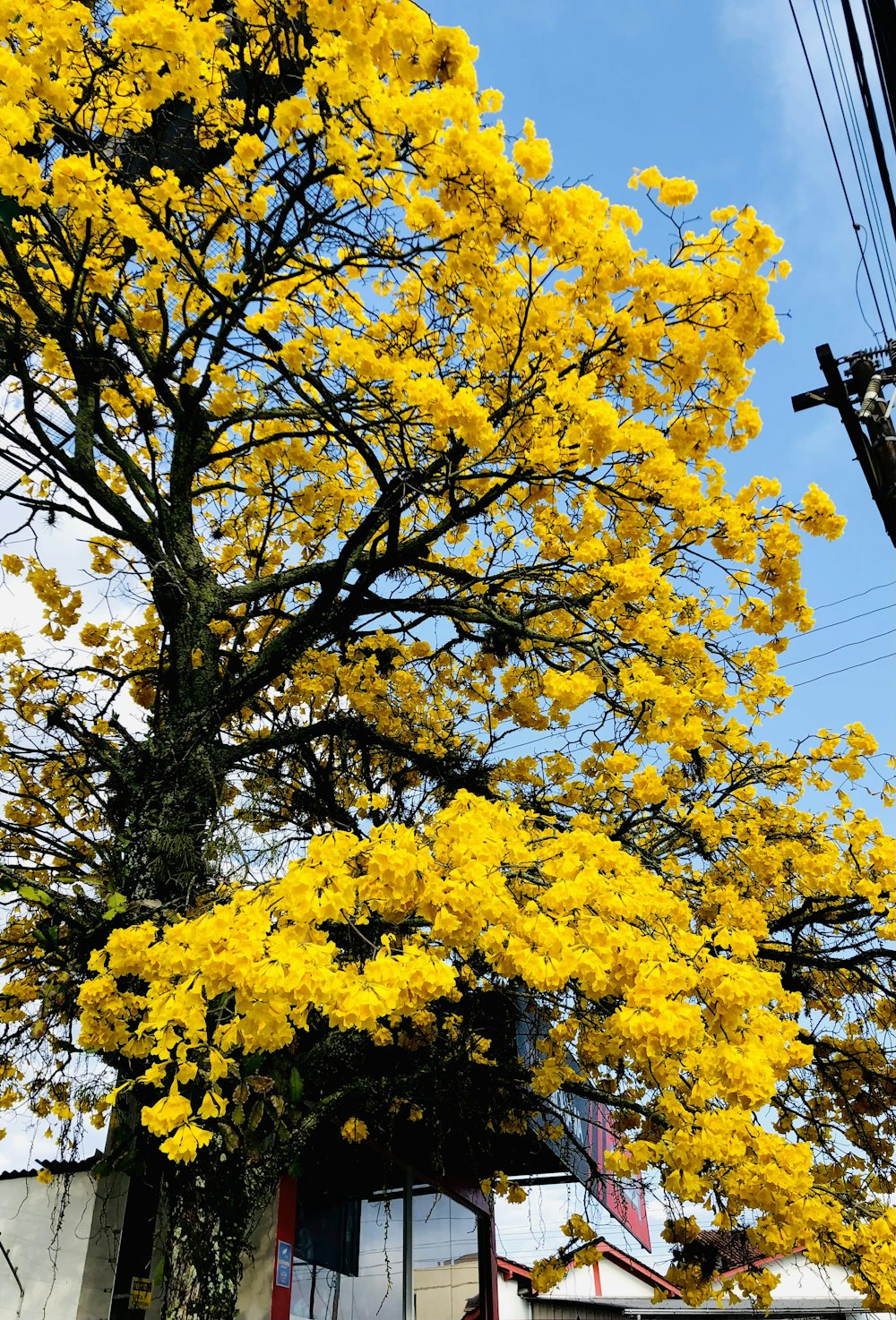 albero a foglia gialla sotto il cielo blu durante il giorno