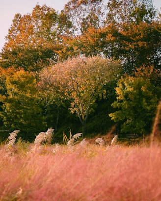 brown grass field with green trees