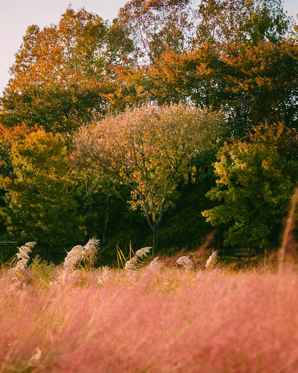 brown grass field with green trees