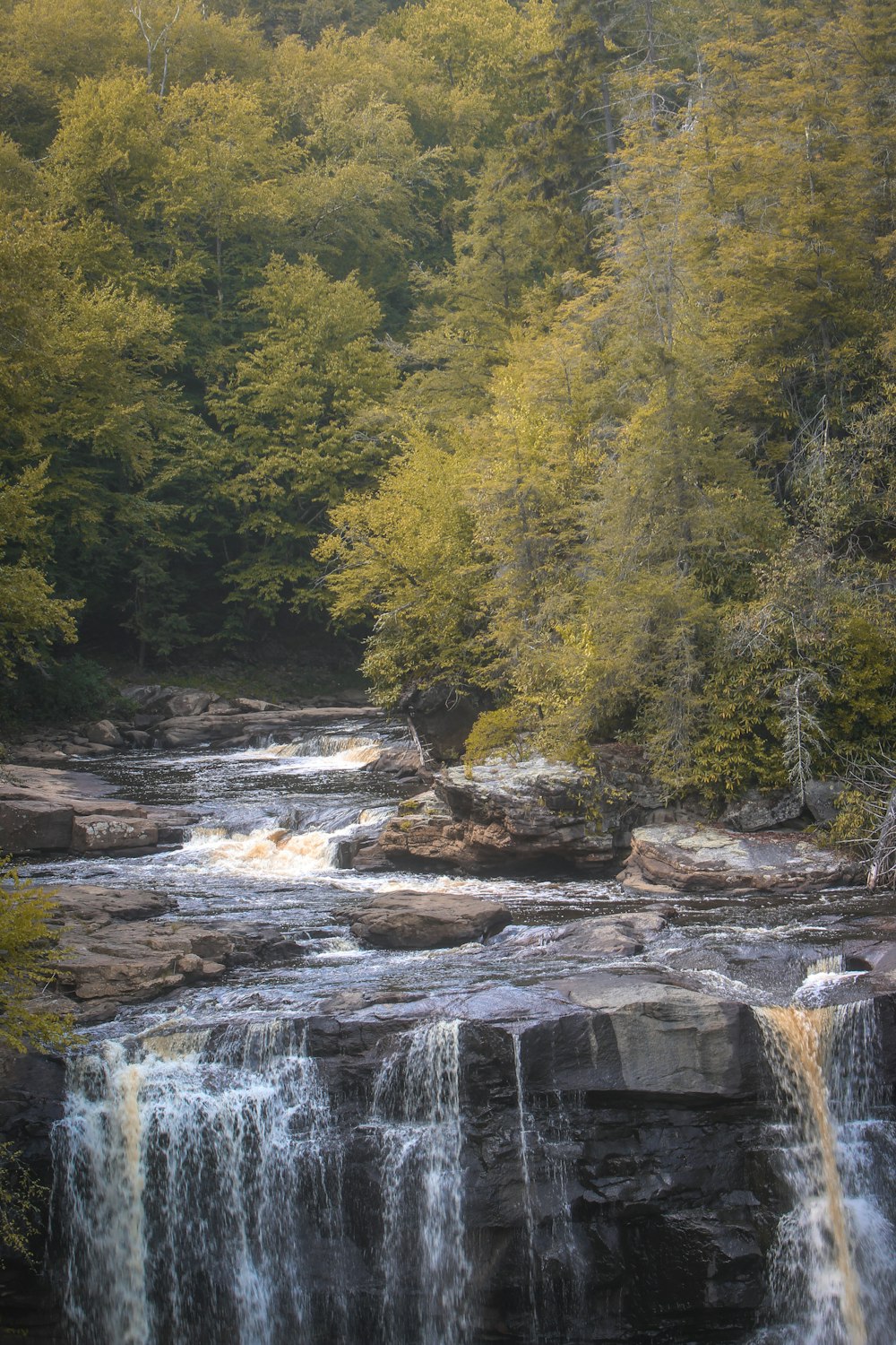 green trees near river during daytime