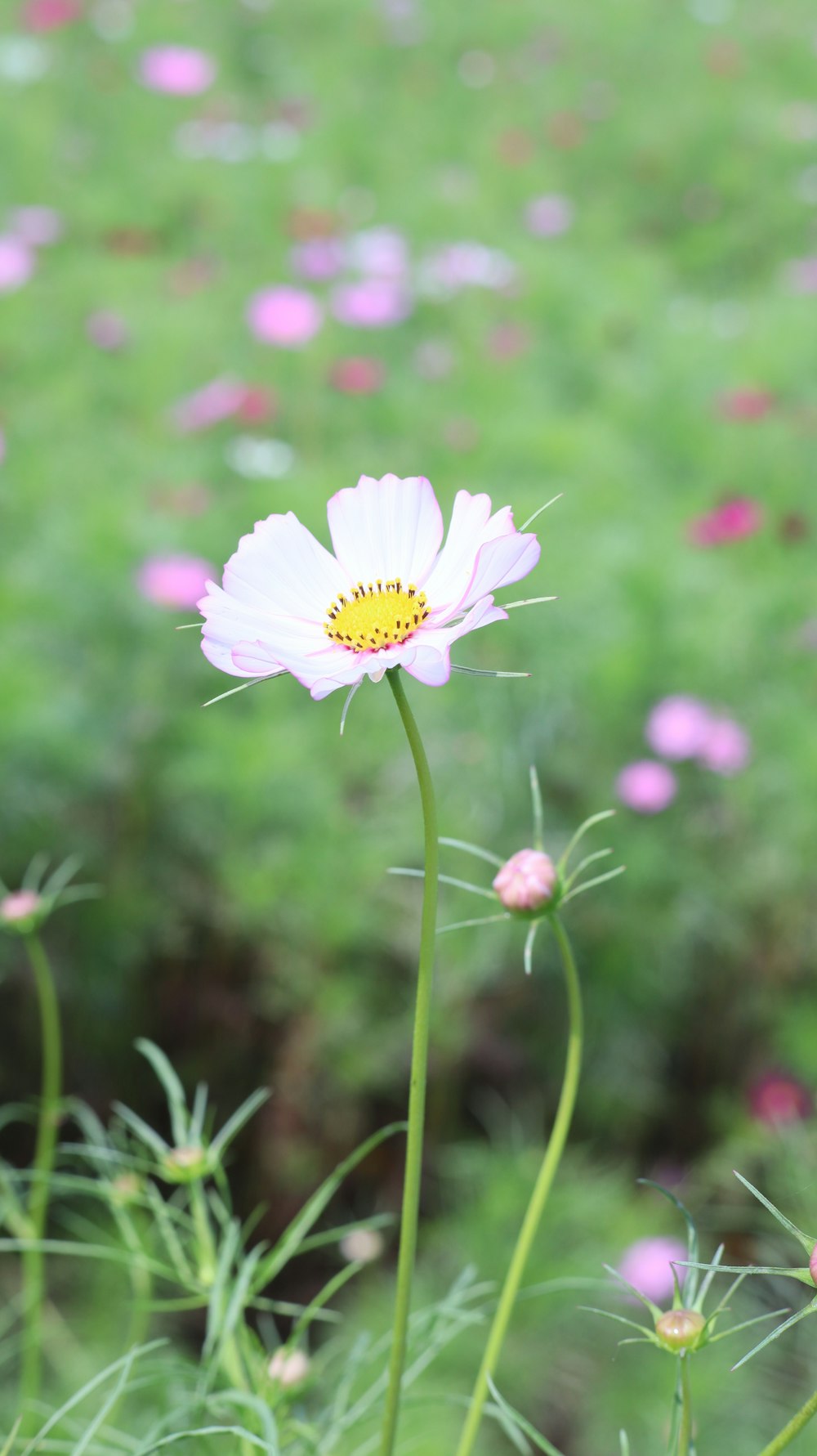 white daisy in bloom during daytime