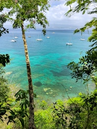 green trees near body of water during daytime
