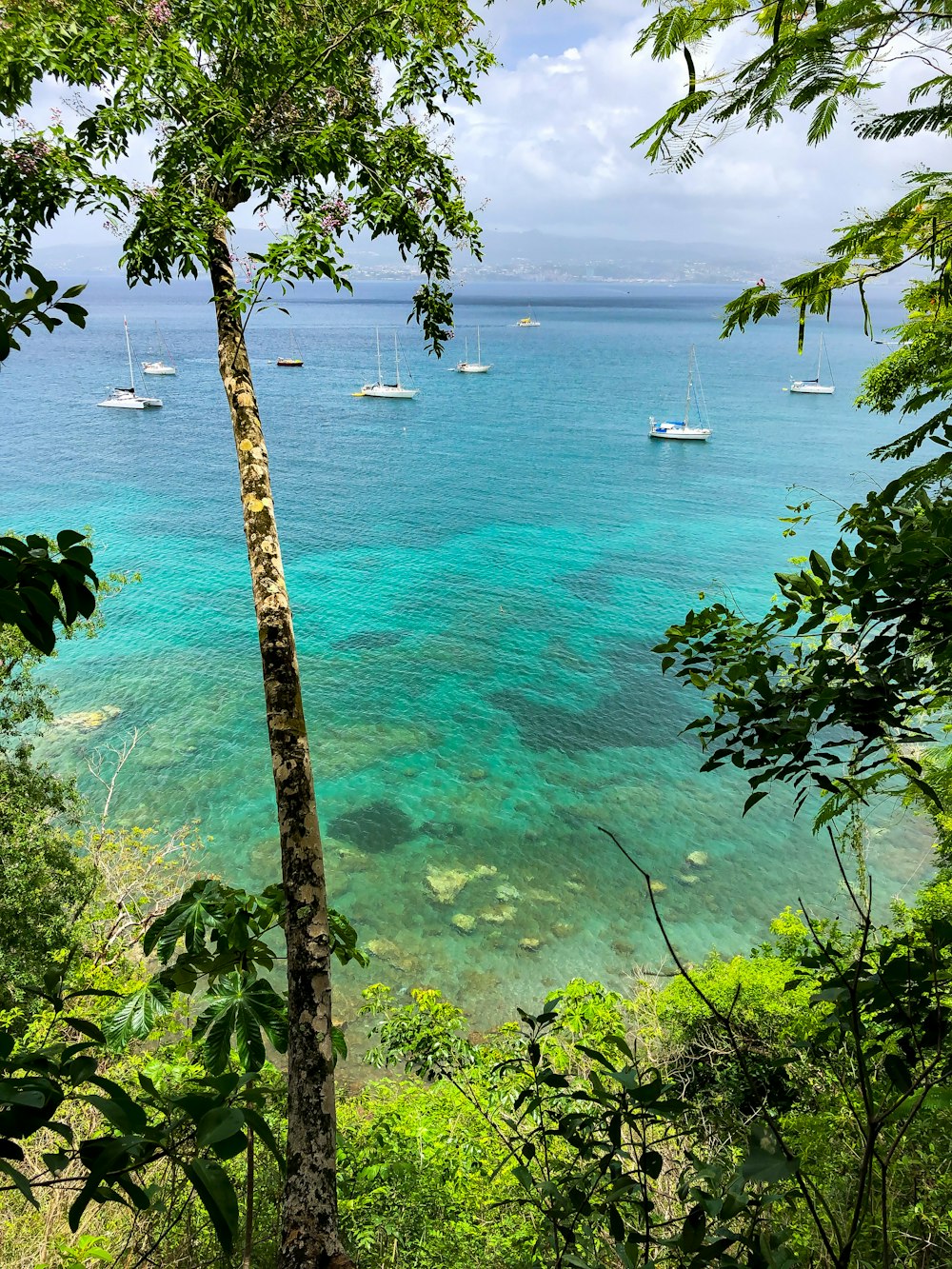 green trees near body of water during daytime