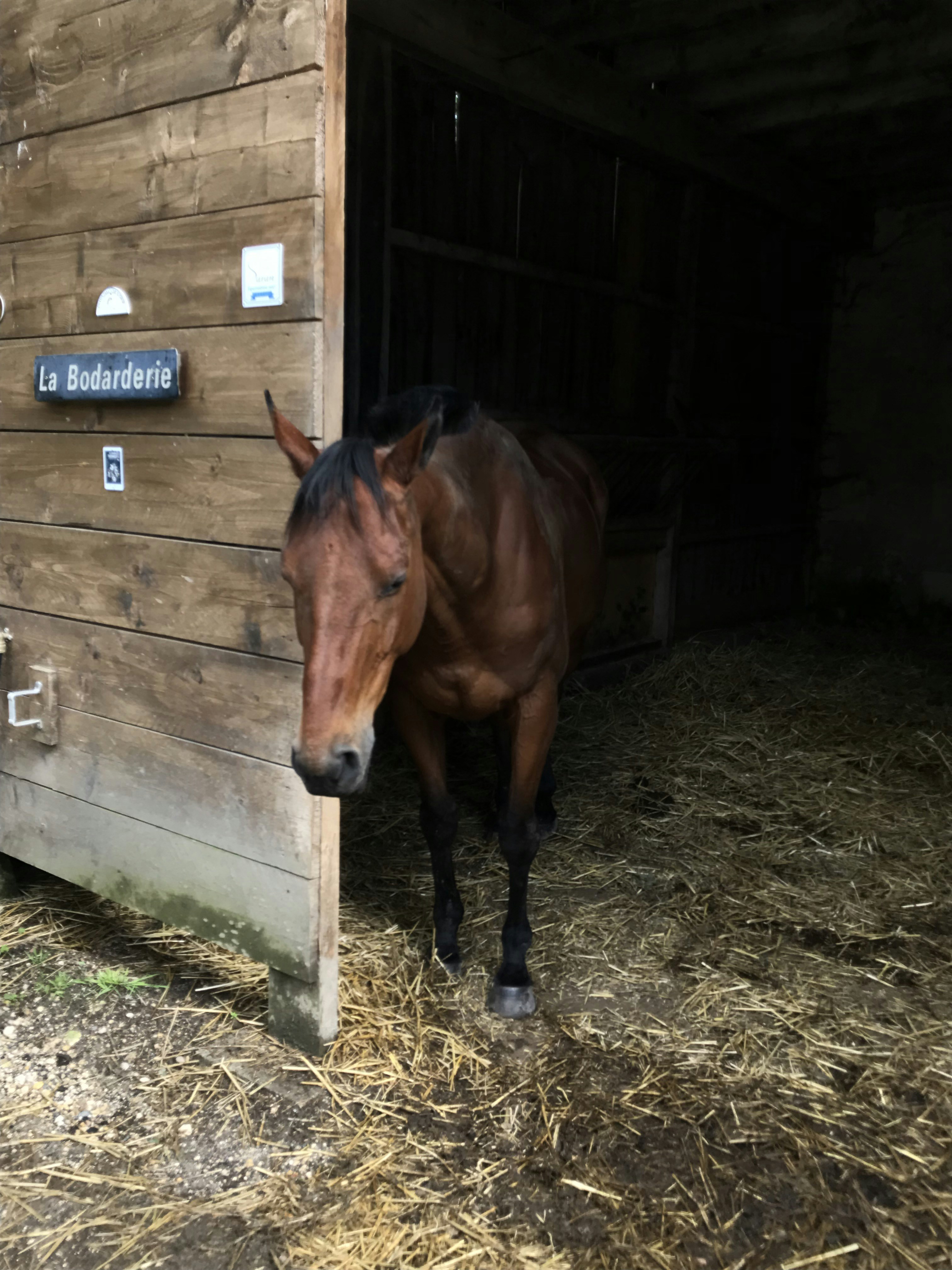 Brown horse in a bright wooden stable stall with fresh bedding