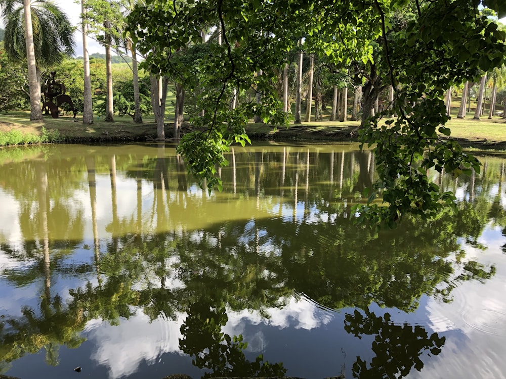 green trees beside river during daytime