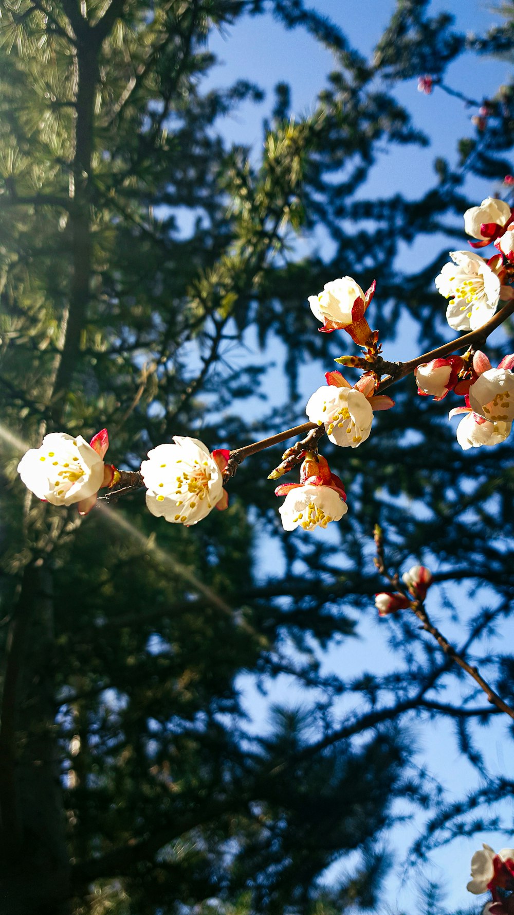 white and yellow flowers in tilt shift lens