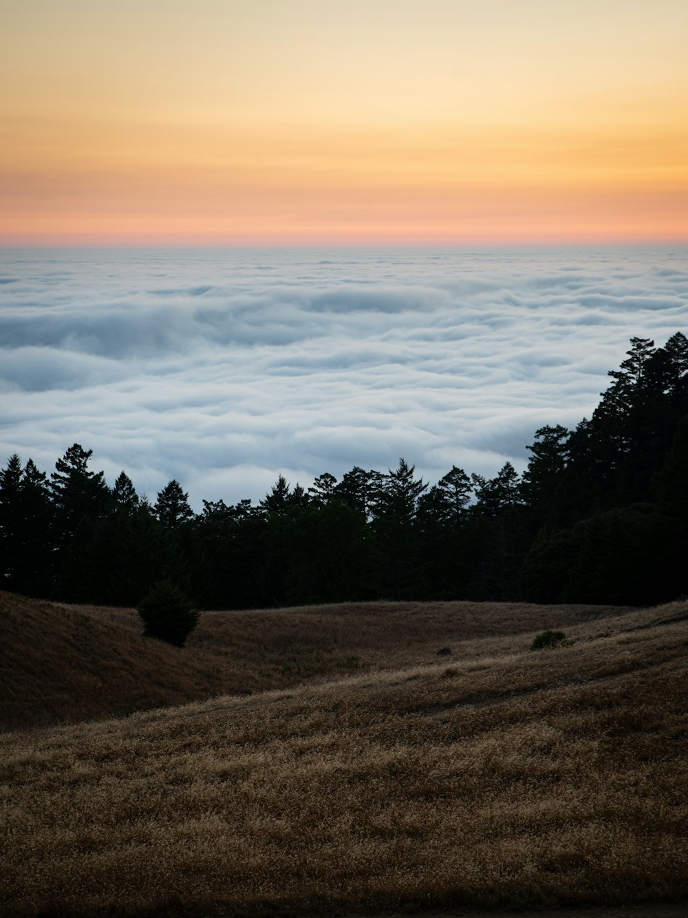 green trees on brown field under white clouds during daytime