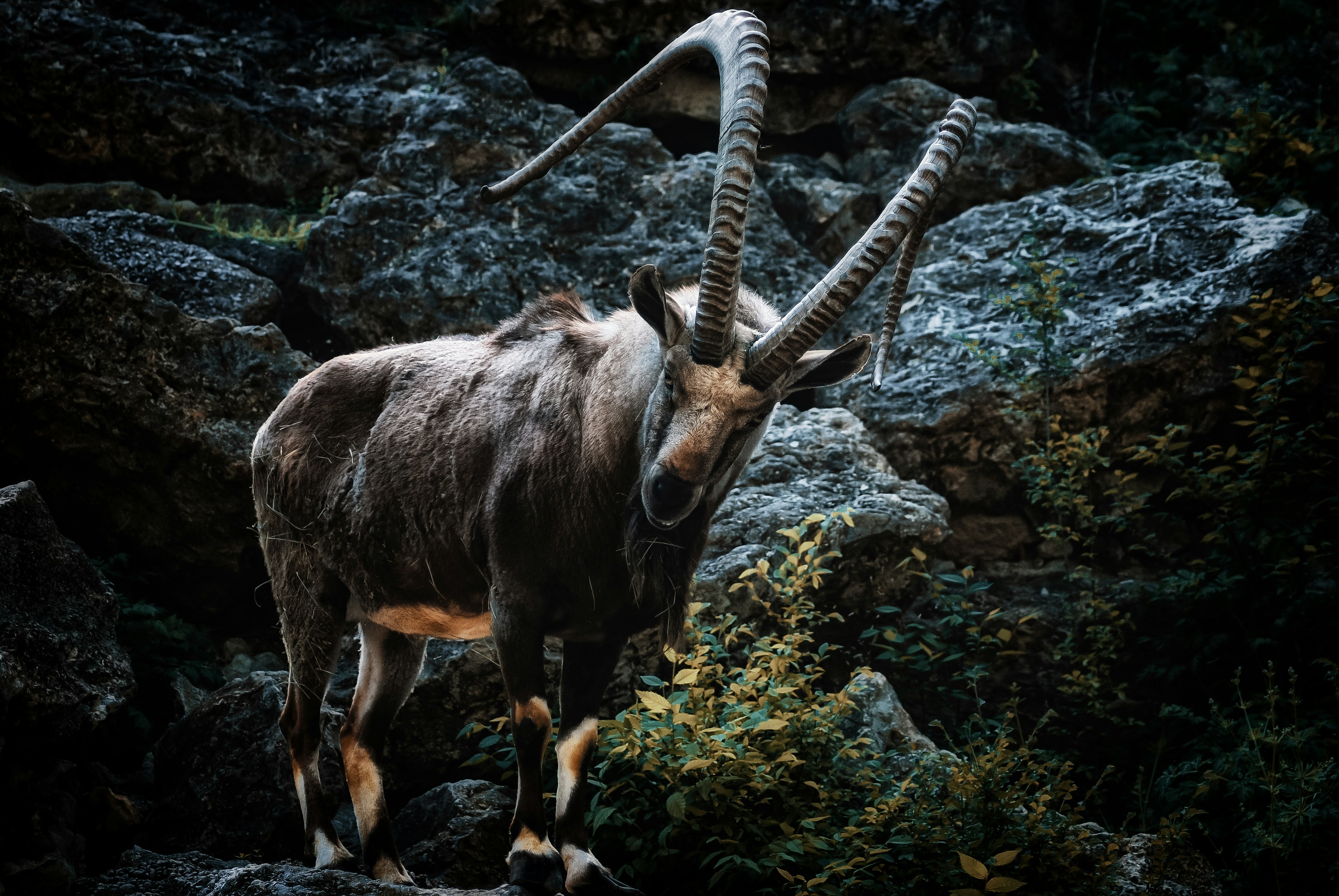 brown ram on rocky mountain during daytime