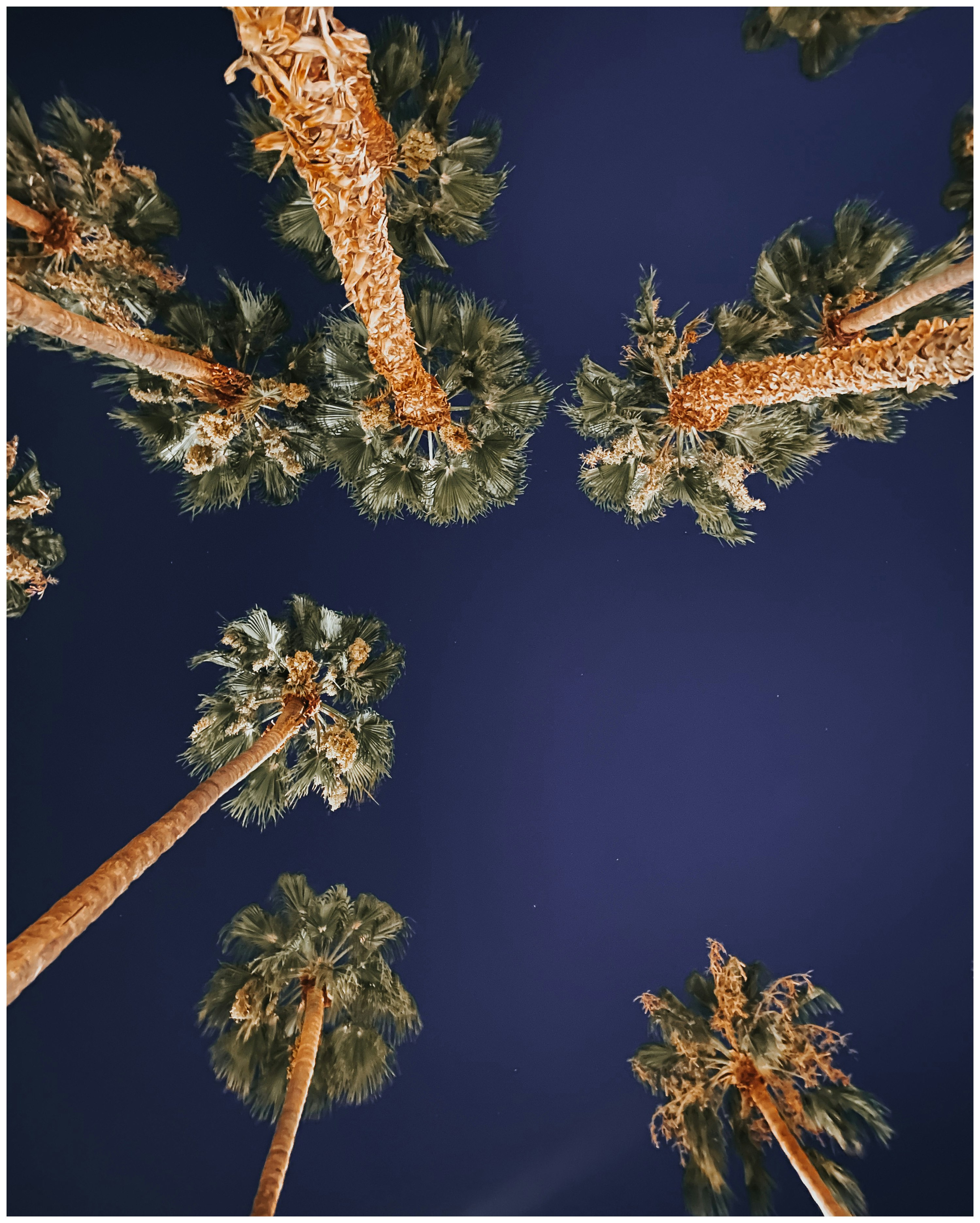 green and brown palm tree