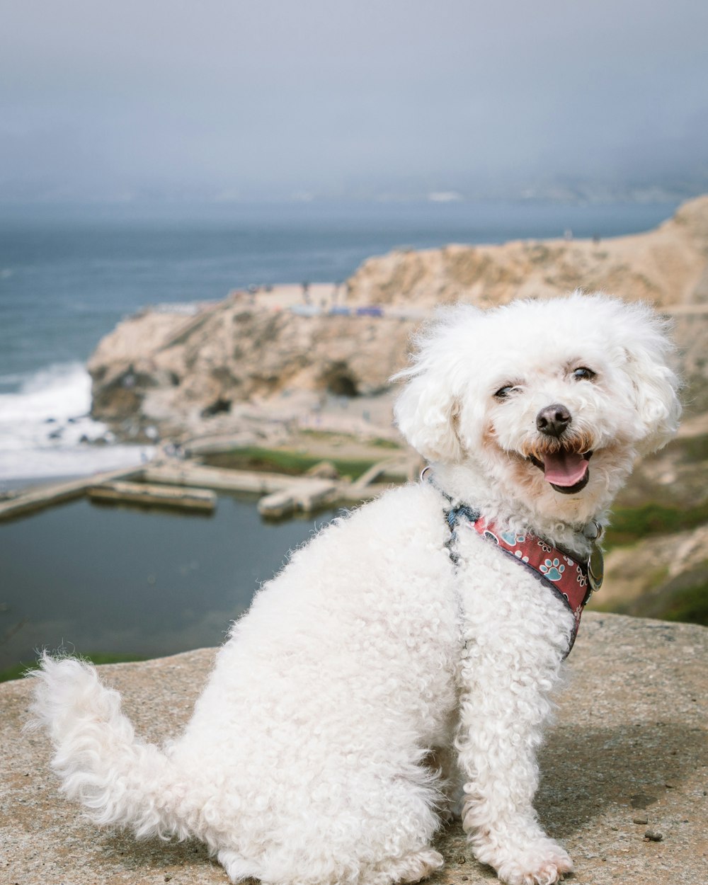 poodle branco na rocha marrom perto do corpo de água durante o dia