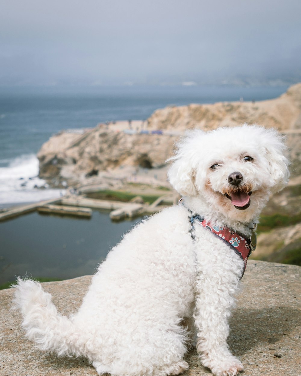 white poodle on brown rock near body of water during daytime