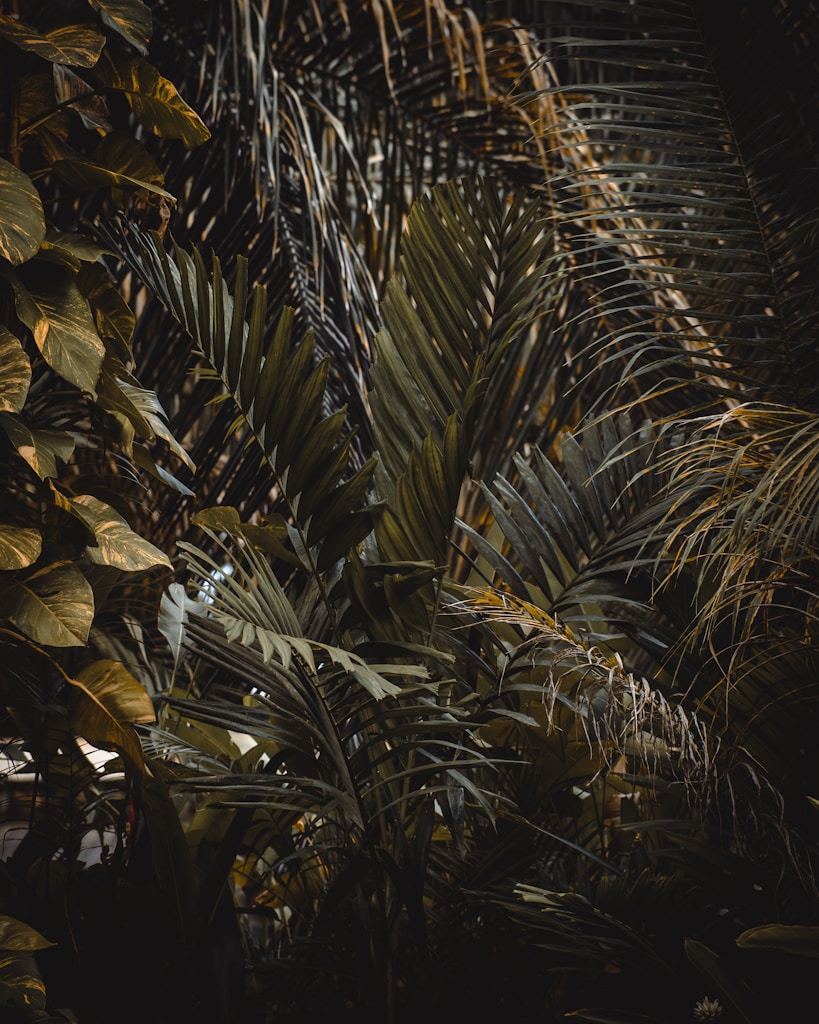 Tropical Foliage