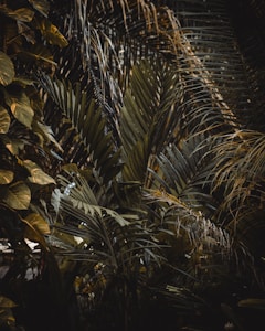 Tropical Foliage