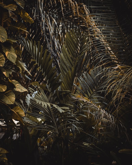 Dense tropical foliage with overlapping layers of palm leaves and broad-leafed plants, creating a lush and vibrant scene. The play of light and shadow adds depth and texture, highlighting the intricate patterns of the leaves.