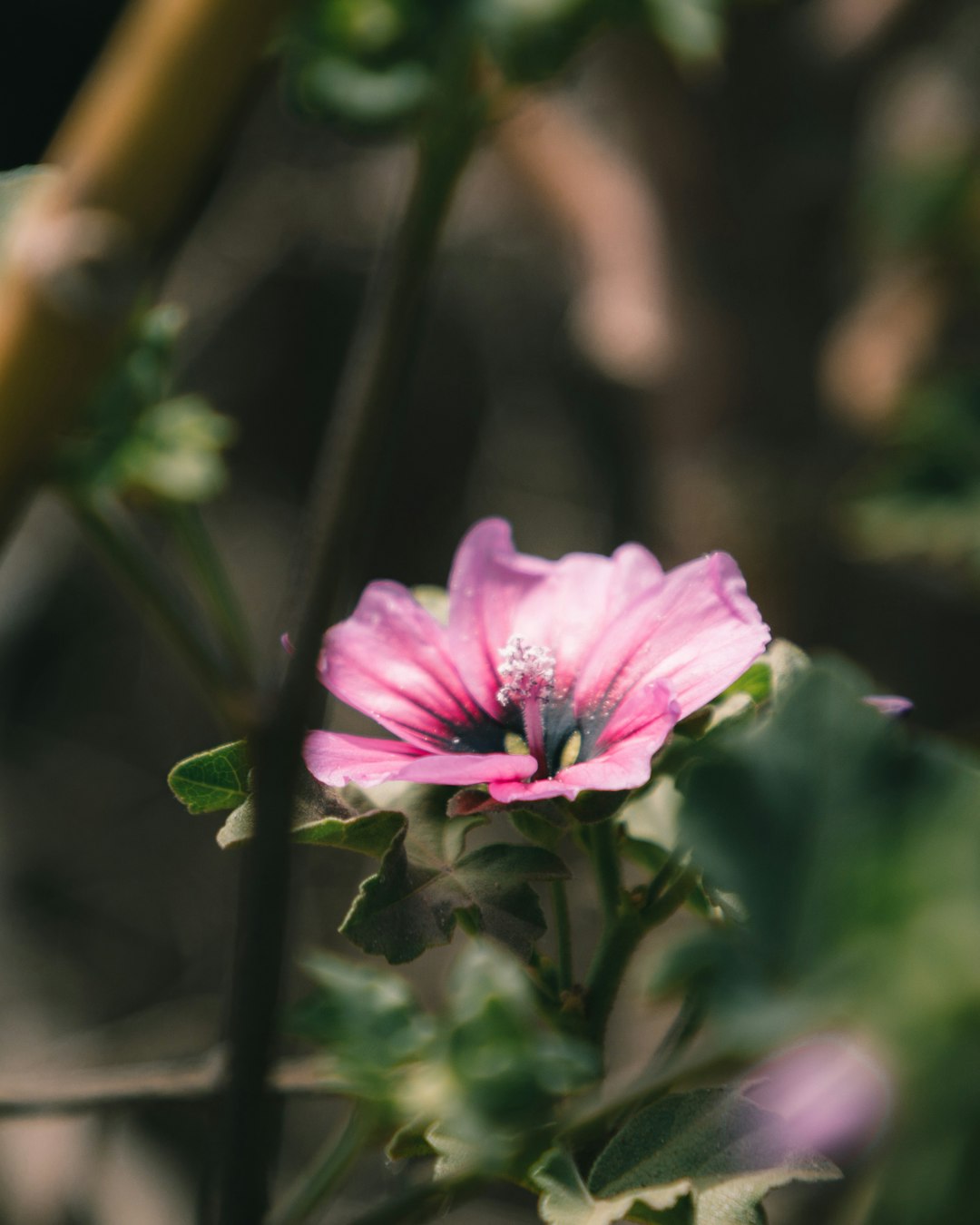 pink flower in tilt shift lens