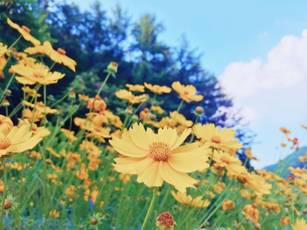 yellow flowers under blue sky during daytime