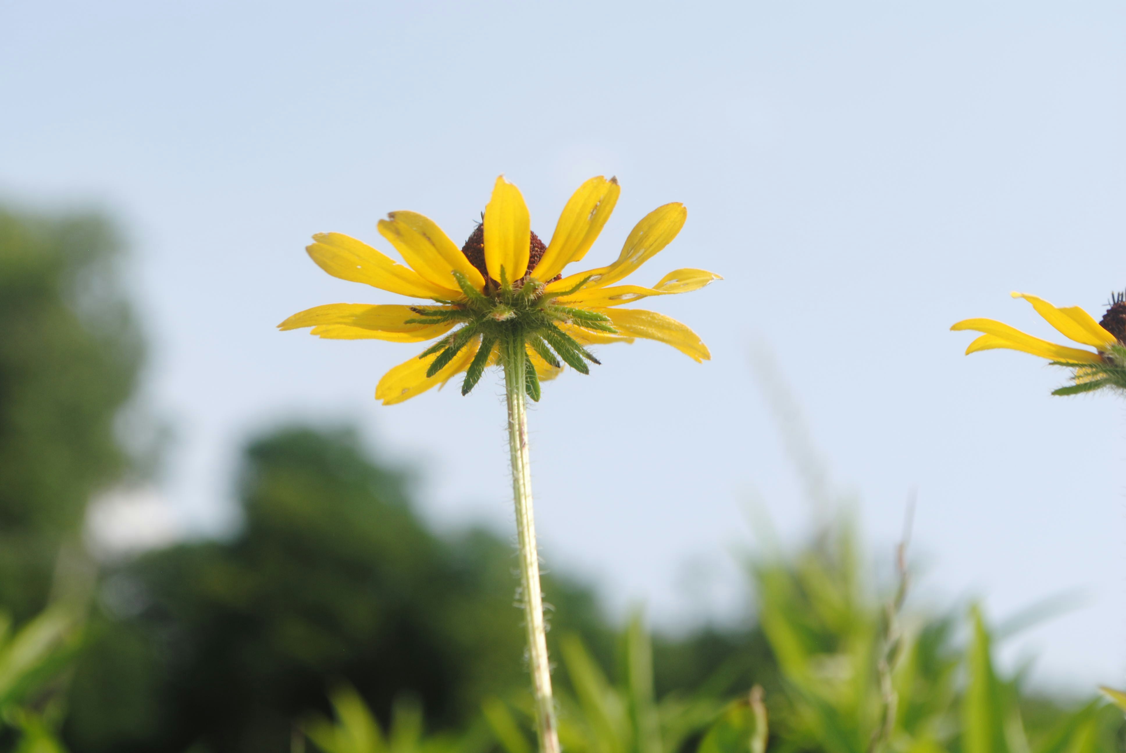 Gelbe Blume in Tilt Shift Linse