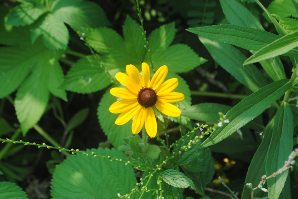 yellow flower with green leaves